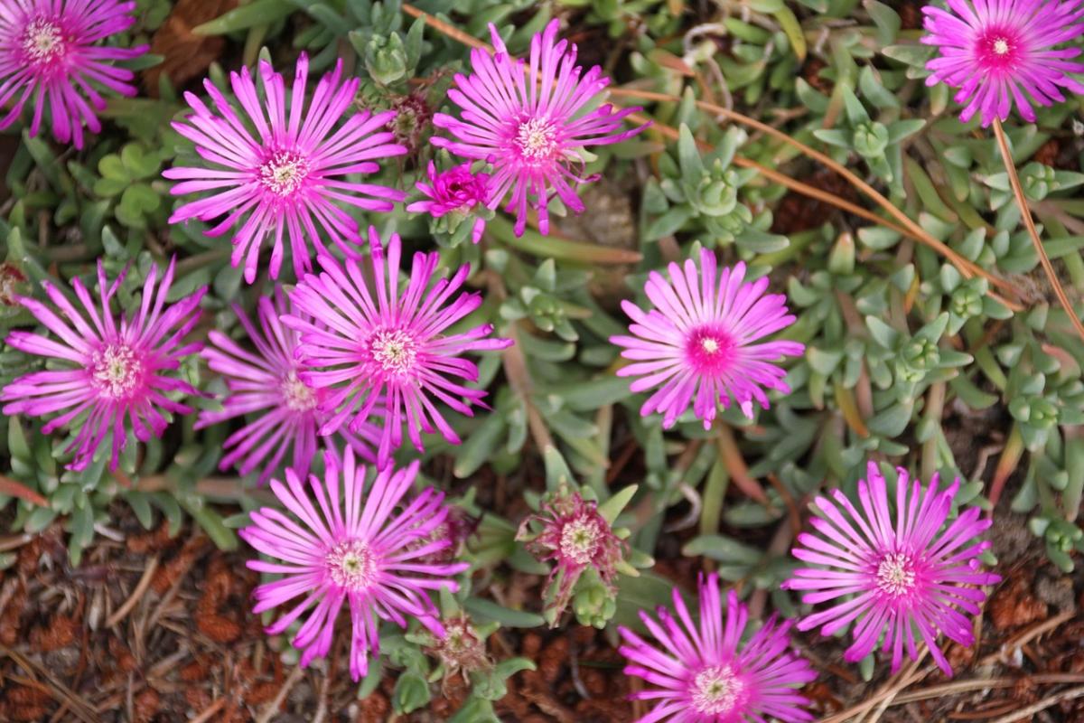 Aké kvety sadiť na hrob / foto pexels.com