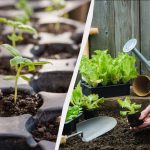 7 vecí, ktoré treba urobiť na pozemku vo februári: niečo