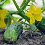 uroda-bude-stedra-kedy-je-lepsie-zasadit-uhorky-na-sadenice.webp.webp