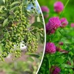 A nepotrebujete predpoveď počasia: ktoré rastliny predpovedajú dážď