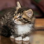 Ako mačky vidia neviditeľné: tajomstvo ich superschopností a ultrafialového svetla ako-macky-vidia-neviditelne-tajomstvo-ich-superschopnosti-a-ultrafialoveho-svetla.jpg