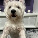 Ako váš pes vníma vaše tehotenstvo: fenomenálne čuchanie a zmena hierarchie ako-vas-pes-vnima-vase-tehotenstvo-fenomenalne-cuchanie-a-zmena.jpg