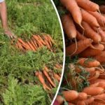 Ako zistiť, kedy je mrkva zrelá - najlepšie dni na jej zber Ako zistiť, kedy je mrkva zrelá - najlepšie dni na