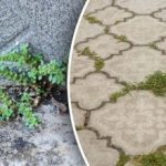 Bez chemikálií a zbytočného úsilia: ako sa zbaviť buriny na