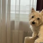 Čo sa stane, ak kŕmite svojho psa od stola: nie rozmaznávanie, ale porušenie hierarchie co-sa-stane-ak-krmite-svojho-psa-od-stola-nie.jpg