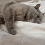 Čo sa stane, keď mačka pomočí posteľ: nie pomsta, ale kríza dôvery vo svet co-sa-stane-ked-macka-pomoci-postel-nie-pomsta-ale.jpg