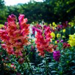 Čo zasiať vo februári: odborníci pomenovali 6 druhov semien kvetov