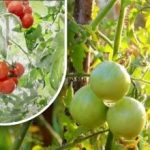 Dvesto gramov a sú zrelé: pestovateľka zeleniny sa podelila o metódu svojho starého otca bez chemikálií Dvesto gramov a sú zrelé: pestovateľka zeleniny sa podelila o