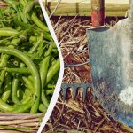 Fazuľa zozbieraná - čas na výsadbu: najlepšie plodiny pre budúcu