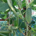 Koľko vody uhorky skutočne potrebujú a ako nezaplavovať korene: jemnosti zalievania kolko-vody-uhorky-skutocne-potrebuju-a-ako-nezaplavovat-korene-jemnosti.jpg