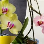 Orchidea spadla kvety: čo robiť ďalej a ako ju prinútiť