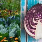 Prečo kapusta na záhone vädne: za všetko môžu jej susedia