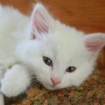 Prečo mačky mačkajú tlapkami svoju deku alebo majiteľa: odhaľovanie zvyku z detstva preco-macky-mackaju-tlapkami-svoju-deku-alebo-majitela-odhalovanie-zvyku.jpg