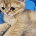 Prečo mačky spia na veciach svojich majiteľov: chémia náklonnosti a zaberanie teritória preco-macky-spia-na-veciach-svojich-majitelov-chemia-naklonnosti-a.jpg