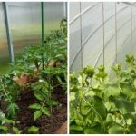 Rekordná úroda prekvapí aj susedov: ako rýchlo zvlhčiť pôdu v skleníku Rekordná úroda prekvapí aj susedov: ako rýchlo zvlhčiť pôdu v