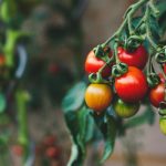 Sadenice neurčitých paradajok. Nuansy výsevu paradajok s vysokým vzrastom sadenice-neurcitych-paradajok-nuansy-vysevu-paradajok-s-vysokym-vzrastom.jpg