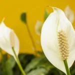 starostlivost-o-spathiphyllum-co-sa-absolutne-nesmie-robit-s-kvetom.webp.webp