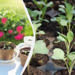 Trikrát viac úrody: ako osvetliť sadenice fitolampami Trikrát viac úrody: ako osvetliť sadenice fitolampami