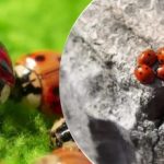 Vyšľachtené a vysadené z lietadiel: po kobylkách útočí na Ukrajinu