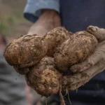z-jedneho-krika-nazbierate-niekolko-vedier-hluz-najlepsie-odrody-zemiakov.webp.webp