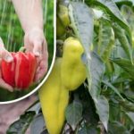 Začať červenať v priebehu niekoľkých dní: jednoduchý spôsob, ako urýchliť