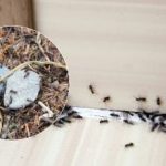 Zbohom, otravní škodcovia: ako sa zbaviť mravcov raz a navždy