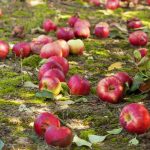 Zhnité jablká nie sú hnojivo: 4 dôvody, prečo by sa