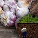 Zimný cesnak nemá rád: záhradník objavil tajomstvo dokonalého záhonu na zimu Zimný cesnak nemá rád: záhradník objavil tajomstvo dokonalého záhonu na