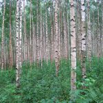 9 najhorších stromov pre záhradu: aké stromy na záhrade nesadiť