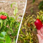 Jedna chyba a zostanete bez úrody: čo nesadiť s paprikou Jedna chyba a zostanete bez úrody: čo nesadiť s paprikou