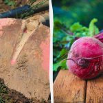 Najlepší a najhorší "susedia" pre červenú repu: čo sa môže a čo nemôže vysádzať vedľa zeleniny Najlepší a najhorší "susedia" pre červenú repu: čo sa môže