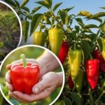 Odolnosť voči suchu a chorobám: päť mrazuvzdorných odrôd papriky pre