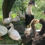 Pekingské, pižmové alebo mulardy: výhody a nevýhody populárnych plemien Pekingské, pižmové alebo mulardy: výhody a nevýhody populárnych plemien